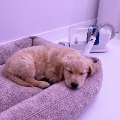 Quiet enough for a nap.